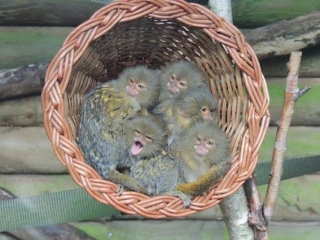 Pygmy Marmosets